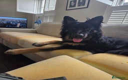 German Shepherd dogs for sale: Beautiful German Shepherd male 9 months - Image 8