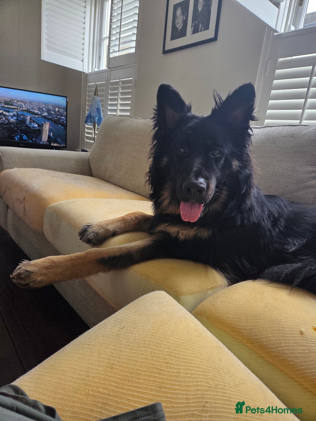 German Shepherd dogs for sale: Beautiful German Shepherd male 9 months - Image 8