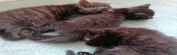 Domestic Shorthair cats for sale: 3 adorable kittens for sale  - Advert 26
