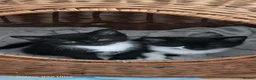 Mixed Breed cats for sale: 4 kittens  - Advert 7