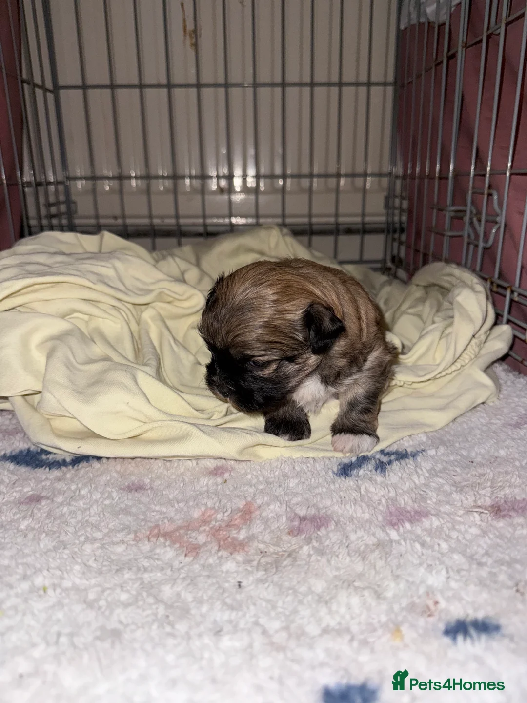 Mixed Breed dogs for sale: Peke'a'tease for sale. - Advert 4