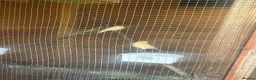 Canaries birds for sale: Canaries for sale  in Stoke-on-Trent - Advert 3