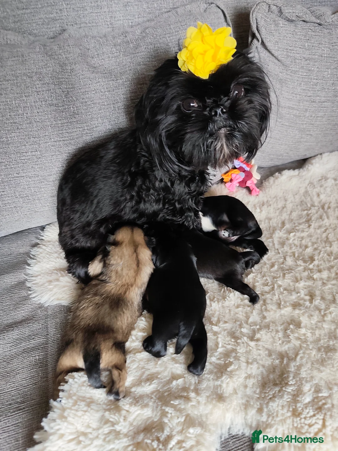 Shih Tzu dogs for sale: Gorgeous  shish tzu puppies  - Advert 1
