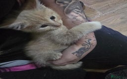 Mixed Breed cats for sale: Mixed breed kittens ready now.  - Image 17