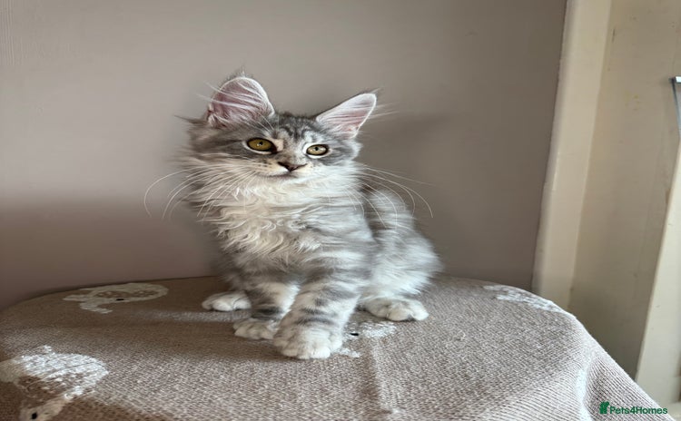Maine Coon cats in Market Rasen - Advert 14