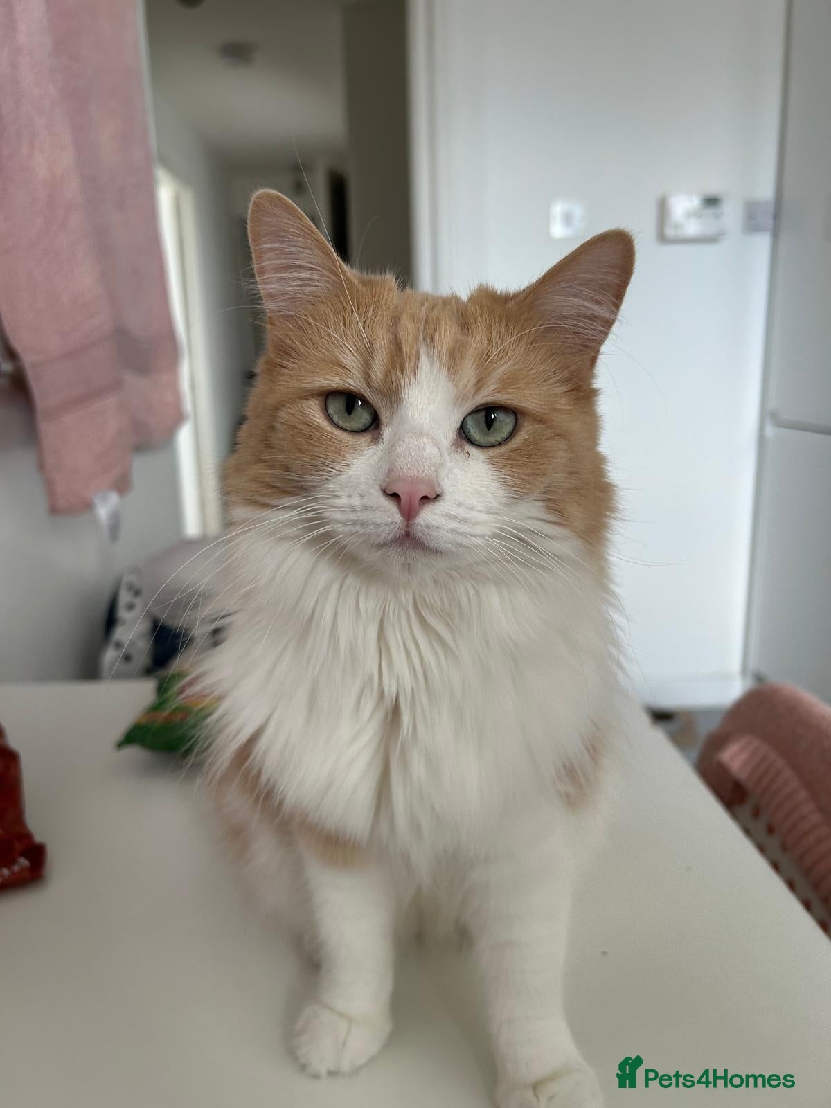 Turkish Angora cats Responsible new owner for our beloved cat, Miska. - Advert 1