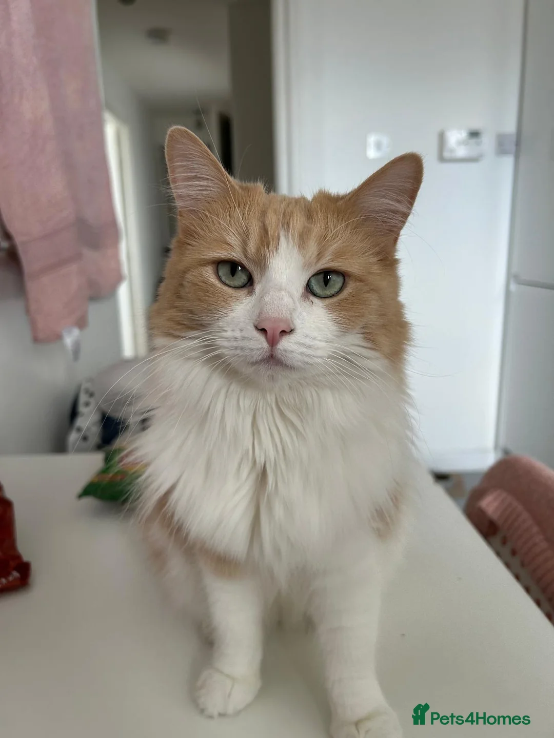 Turkish Angora cats for sale: Responsible new owner for our beloved cat, Miska. - Advert 1