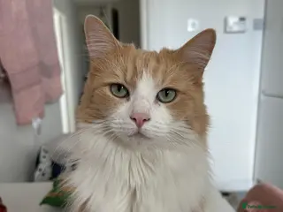 Turkish Angora cats Responsible new owner for our beloved cat, Miska. - Advert 2