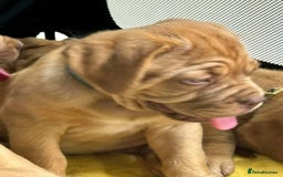 Dogue De Bordeaux dogs for sale: Dogue de Bordeaux puppies now available! - Image 11