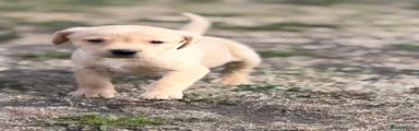 Labrador Retriever 7