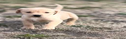 Labrador Retriever dogs for sale: 7 gorgeous kc Labrador puppies - Advert 17