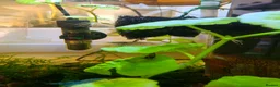 Shrimps fish for sale: 10 x Wild-Type Ornamental Shrimp (Neocaridina) - Advert 4