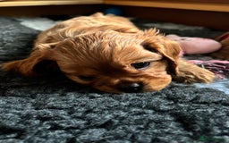 Cavalier King Charles Spaniel dogs for sale: KC Cavalier King Charles spaniel  - Image 11