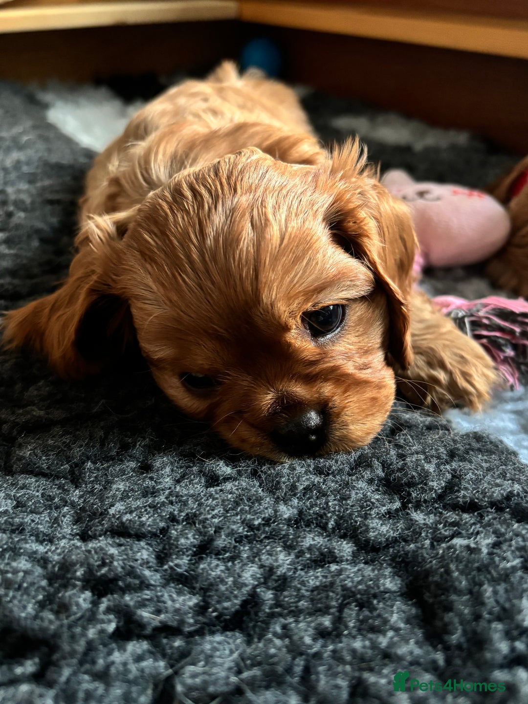 Cavalier King Charles Spaniel dogs for sale: KC Cavalier King Charles spaniel  - Image 11