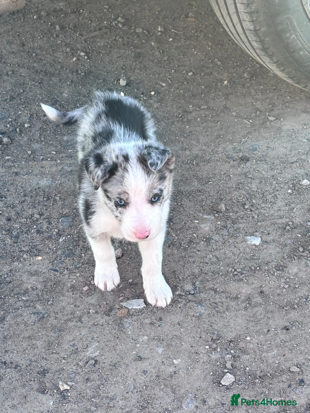Border Collie dogs for sale: Border collies - Advert 1
