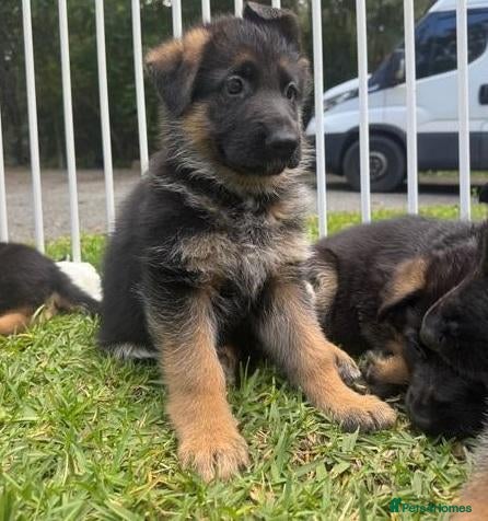 German Shepherd dogs Adorable German Shepherd puppies - Advert 17