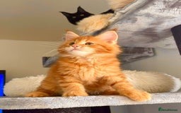 Maine Coon cats for sale: Mane Coon XXXL - Advert 16