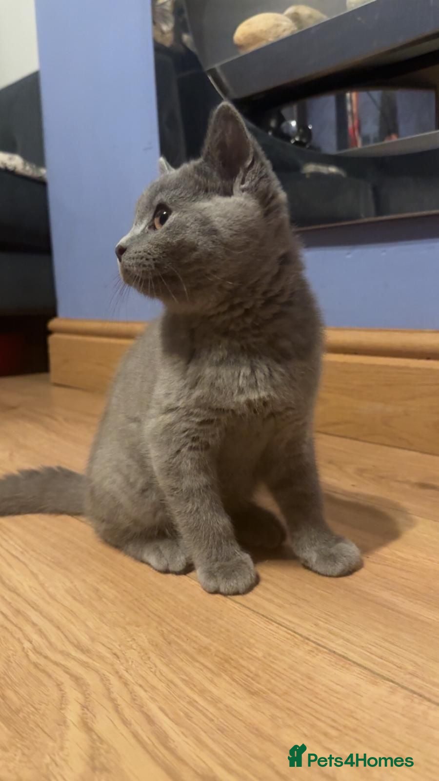 British Shorthair cats **Last Male remaining, Ready to leave Today** - Advert 2