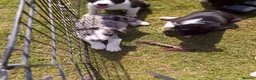 Border Collie dogs for sale: Beautiful Border Collies - Advert 11