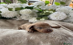 Miniature Dachshund dogs for sale: ⭐️Beautiful litter Of Rainbow Dachshund Puppies⭐️ - Image 12