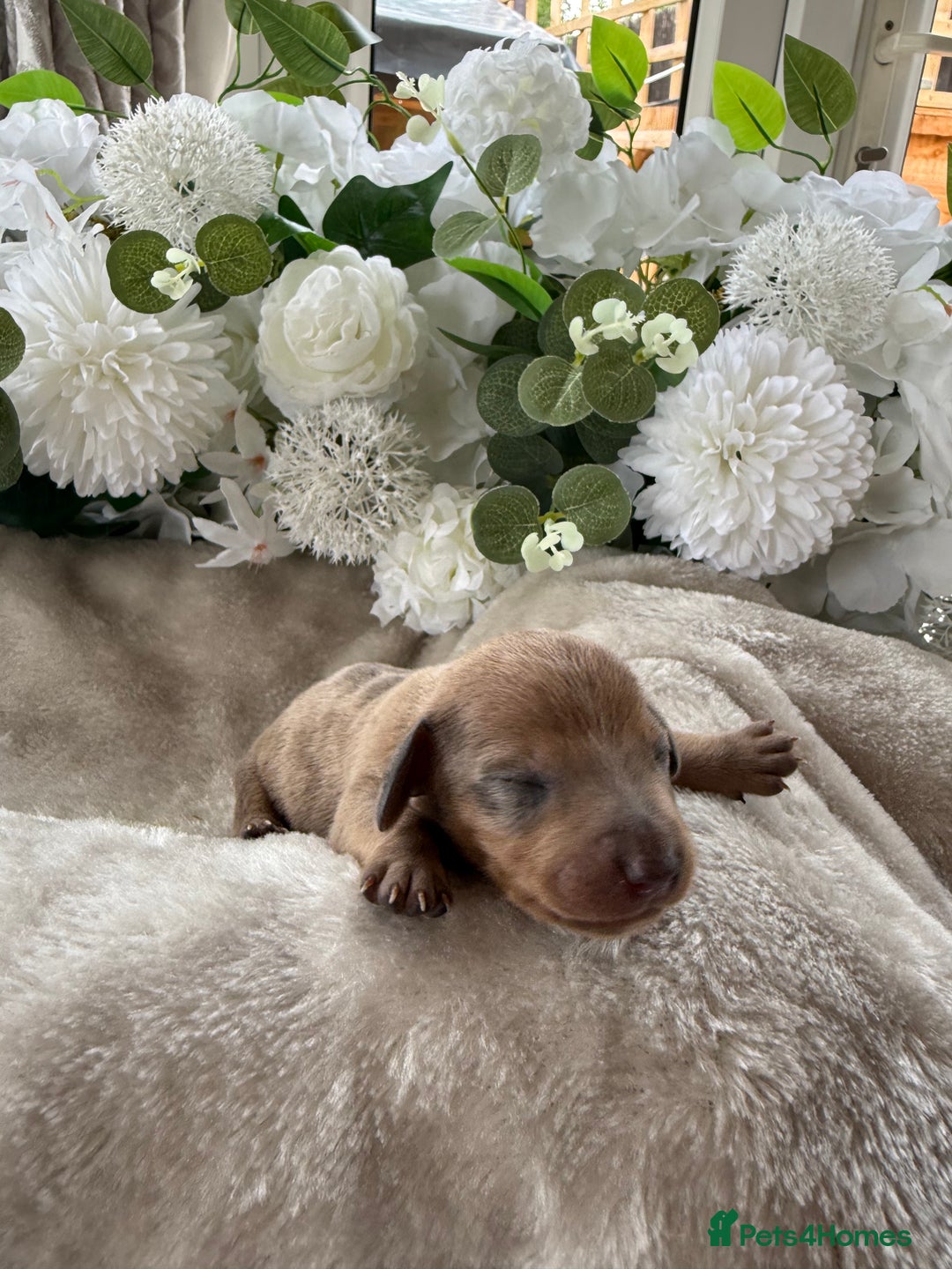 Miniature Dachshund dogs for sale: ⭐️Beautiful litter Of Rainbow Dachshund Puppies⭐️ - Image 12