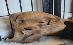 Labradoodle dogs for sale: Beautiful, Well Bred F1b Labradoodle Puppies - Image 21