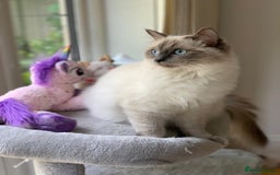 Ragdoll cats for sale: Lynx fluffballs  - Image 13