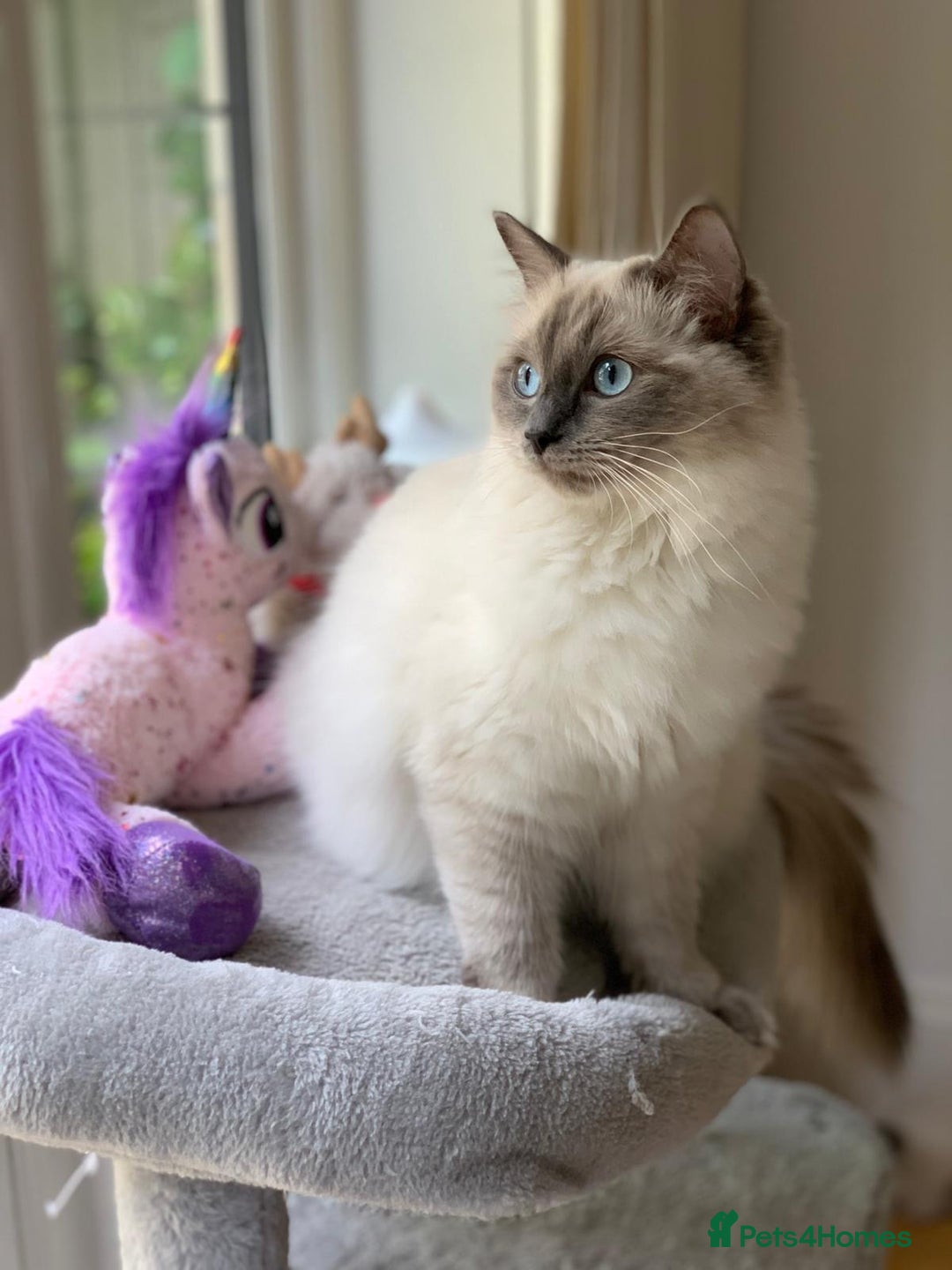 Ragdoll cats for sale: Lynx fluffballs  - Image 13