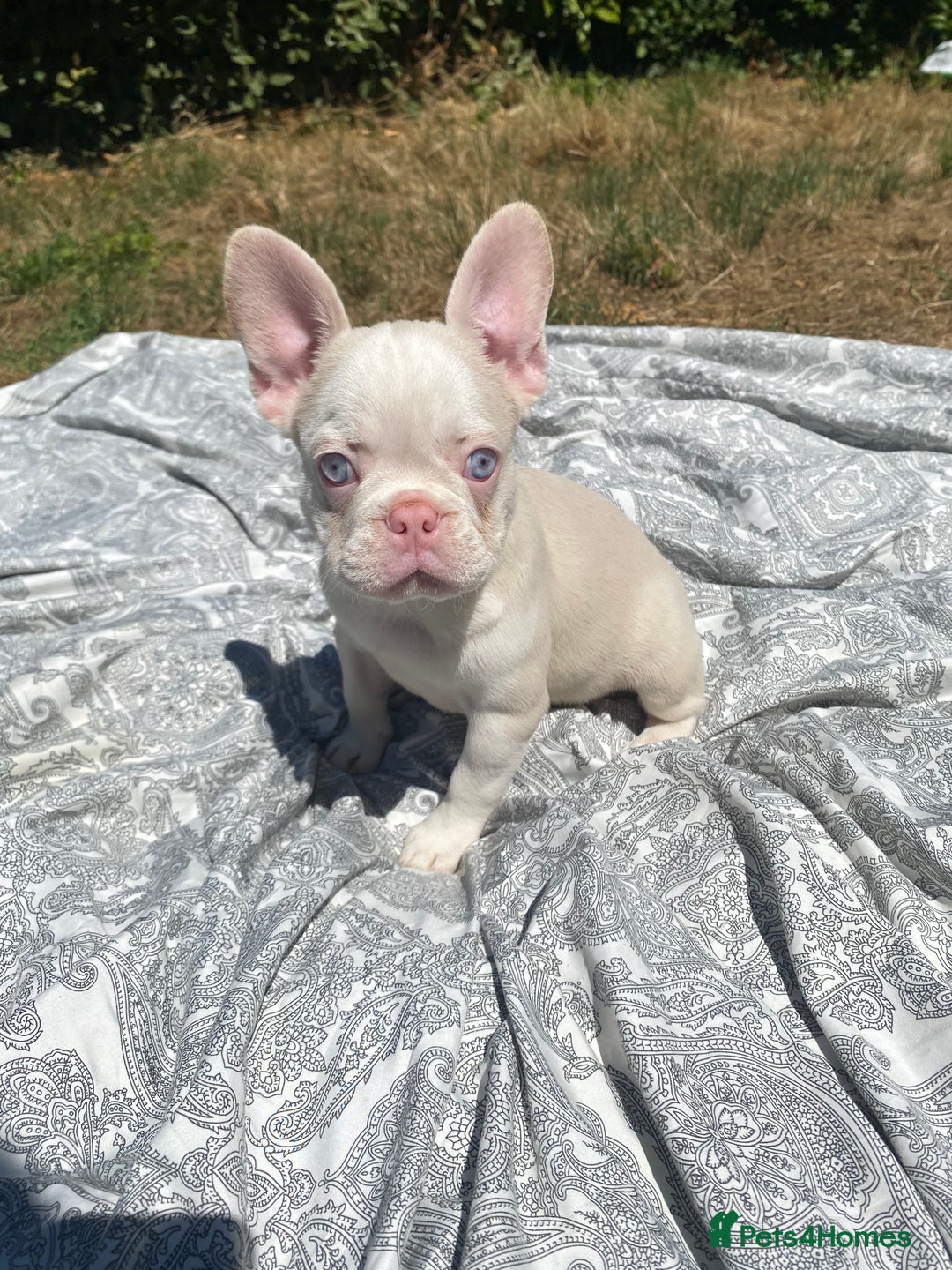 French Bulldog dogs for sale: French bulldog puppies - 3 boys 1 girl (pink husky - Image 22