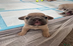 French Bulldog dogs for sale: French bulldog puppies - Image 16