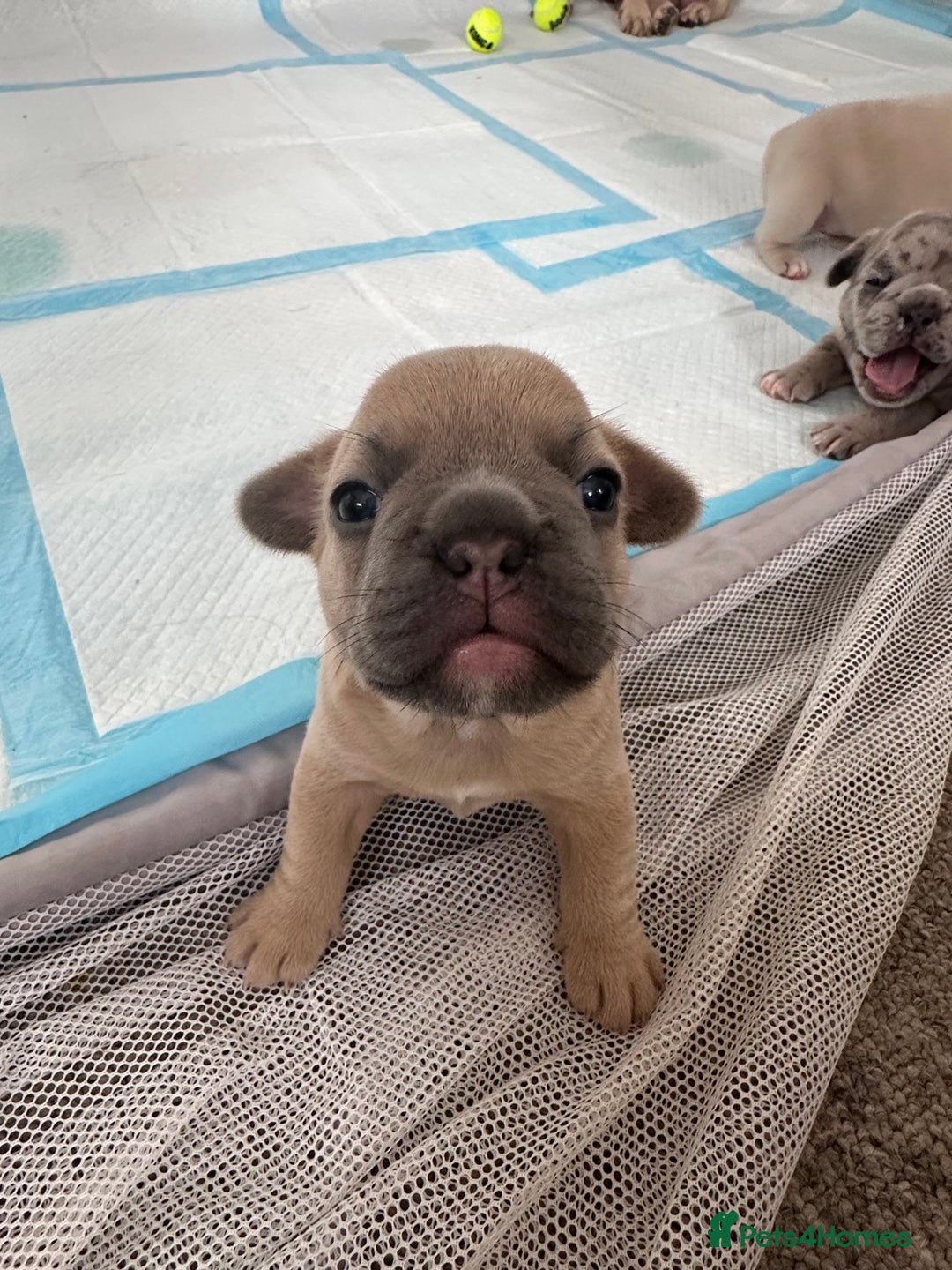 French Bulldog dogs for sale: French bulldog puppies - Image 16