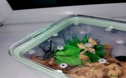Spiders invertebrates for sale: Trantula collection crested geckos  - Image 29