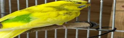 Budgerigars birds for sale: Adult Budgies - Male and Female  - Advert 6