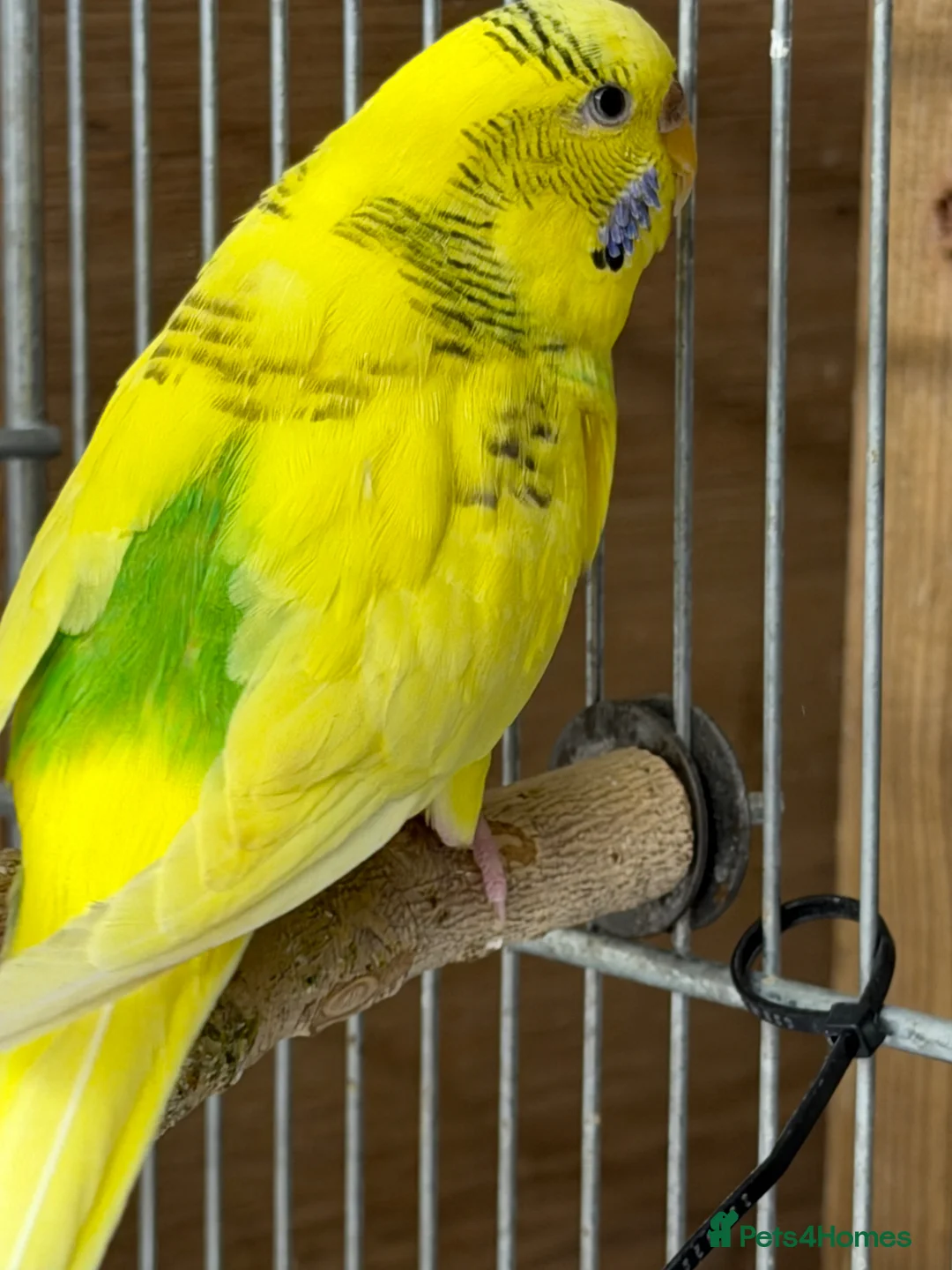 Budgerigars birds for sale: Adult Budgies - Male and Female  - Advert 6
