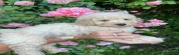 Cavapoo dogs for sale: Cavapoo F1 puppies  - Advert 34