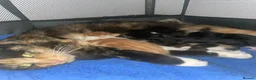 Mixed Breed cats for sale: 5 gorgeous medium/shorthair kittens - Advert 2
