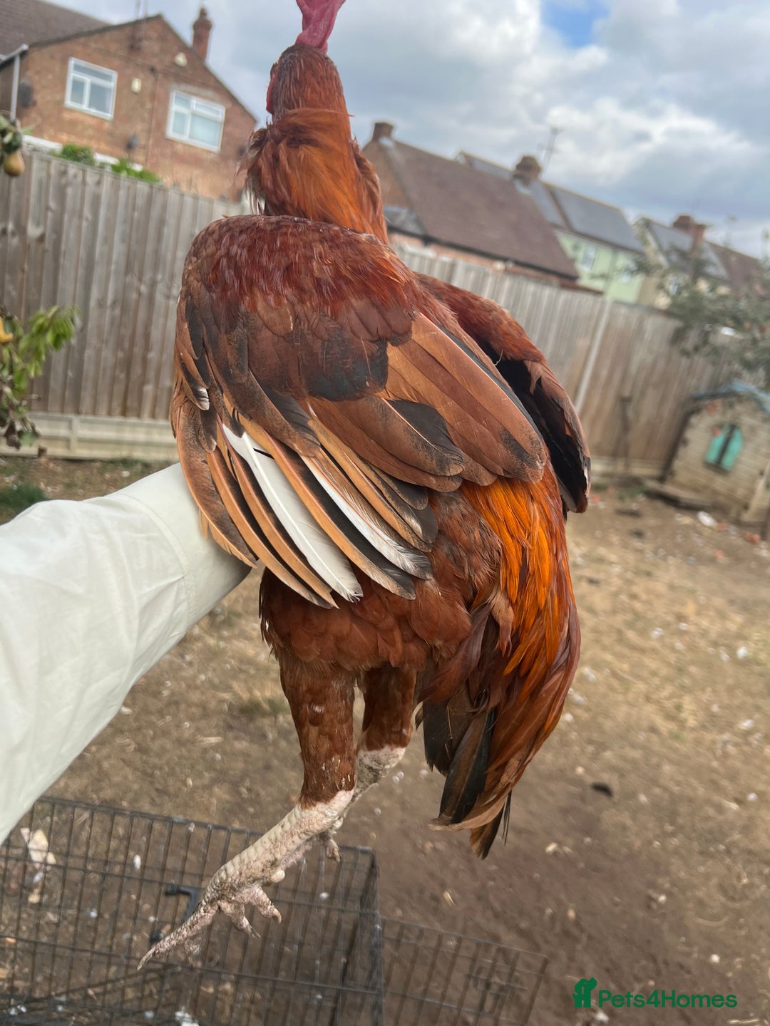 Chickens poultry for sale: Shamo aseel.  - Image 3