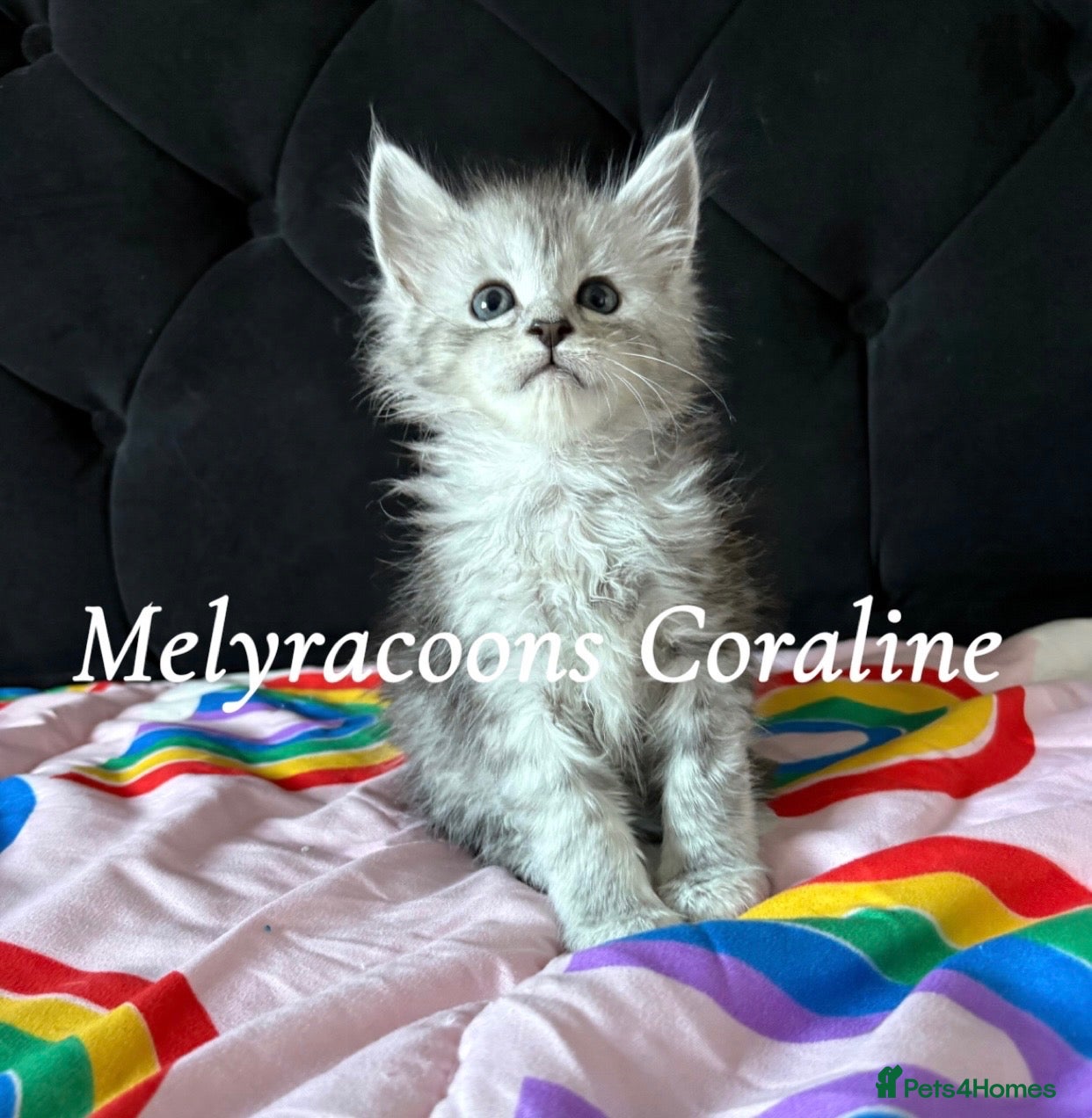 Maine Coon cats ⭐Mainecoon kittens-Champion lines⭐  - Advert 1
