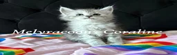 Maine Coon cats for sale: ⭐Mainecoon kittens-Champion lines⭐  - Advert 1