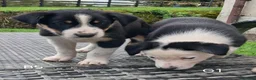 Border Collie dogs for sale: Adorable Puppies - Advert 6