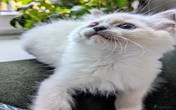 Ragdoll cats for sale: Last Gorgeous Ragdoll kitten - Image 16