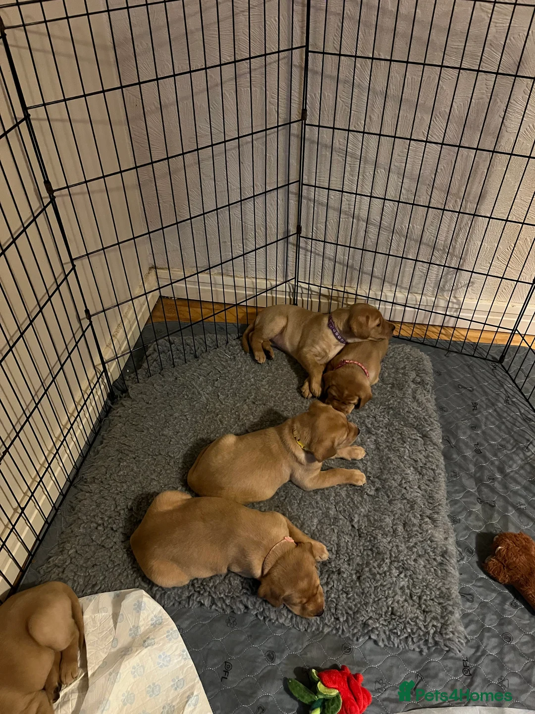 Labrador Retriever dogs for sale: Labrador Puppies - last remaining one  - Advert 13