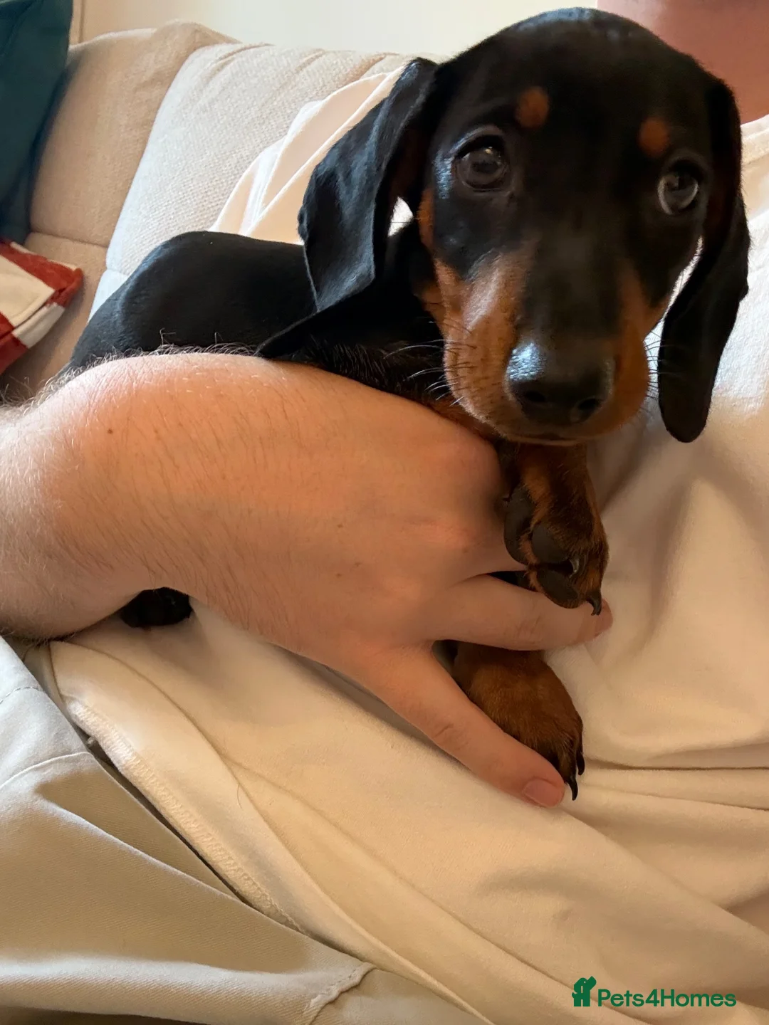 Miniature Dachshund dogs for sale: 10 Week Old Male Dachshund - Advert 2