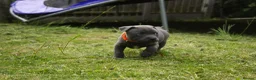 Staffordshire Bull Terrier dogs for sale: Blue KC Registered staffordshire bull terriers  - Advert 6