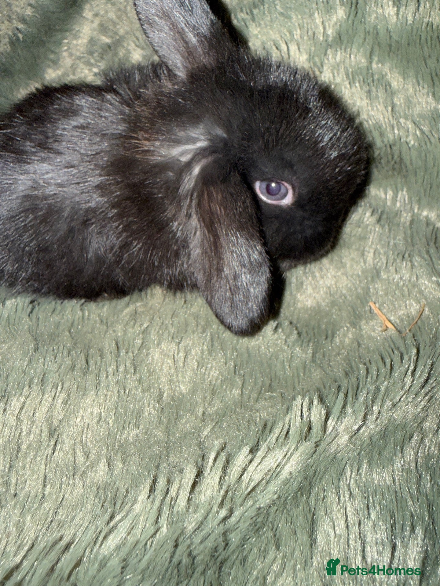 Mini Lop rabbits Beautiful Mini Lops to reserve  - Advert 2