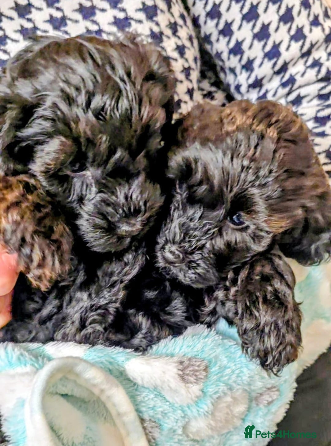 Yorkiepoo dogs for sale: GENUINE F1 YORKIEPOO PUPPIES  - Advert 16