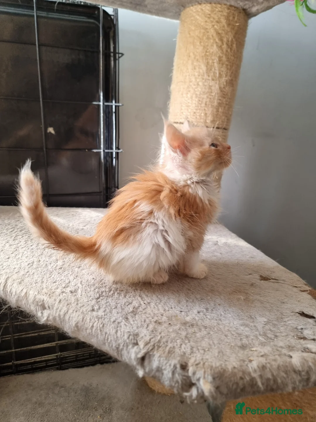 Maine Coon cats for sale: 2 litters of Maine Coon - Advert 27
