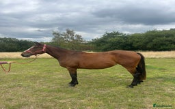 Irish Sports horses for sale: 3yr old ISH filly - Image 6