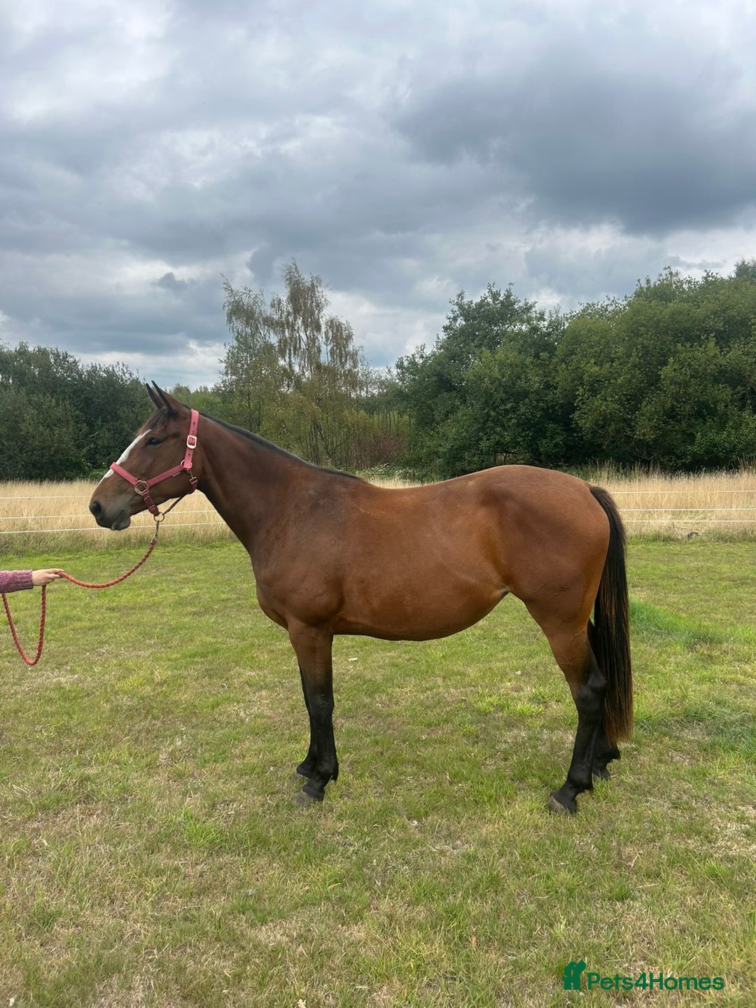 Irish Sports horses for sale: 3yr old ISH filly - Image 6