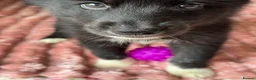 Mixed Breed dogs for sale: Crufts Line Husky x Malamute - Health tested 🐾 - Advert 32